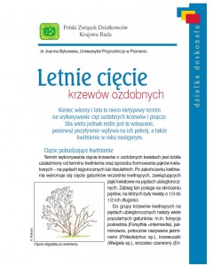 letnie ciecie krzewow ozdobnych