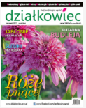 sierpniowy „działkowiec”