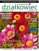 październikowy „działkowiec”