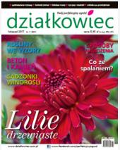 Listopadowy „działkowiec”